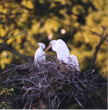 Egret with Siblings