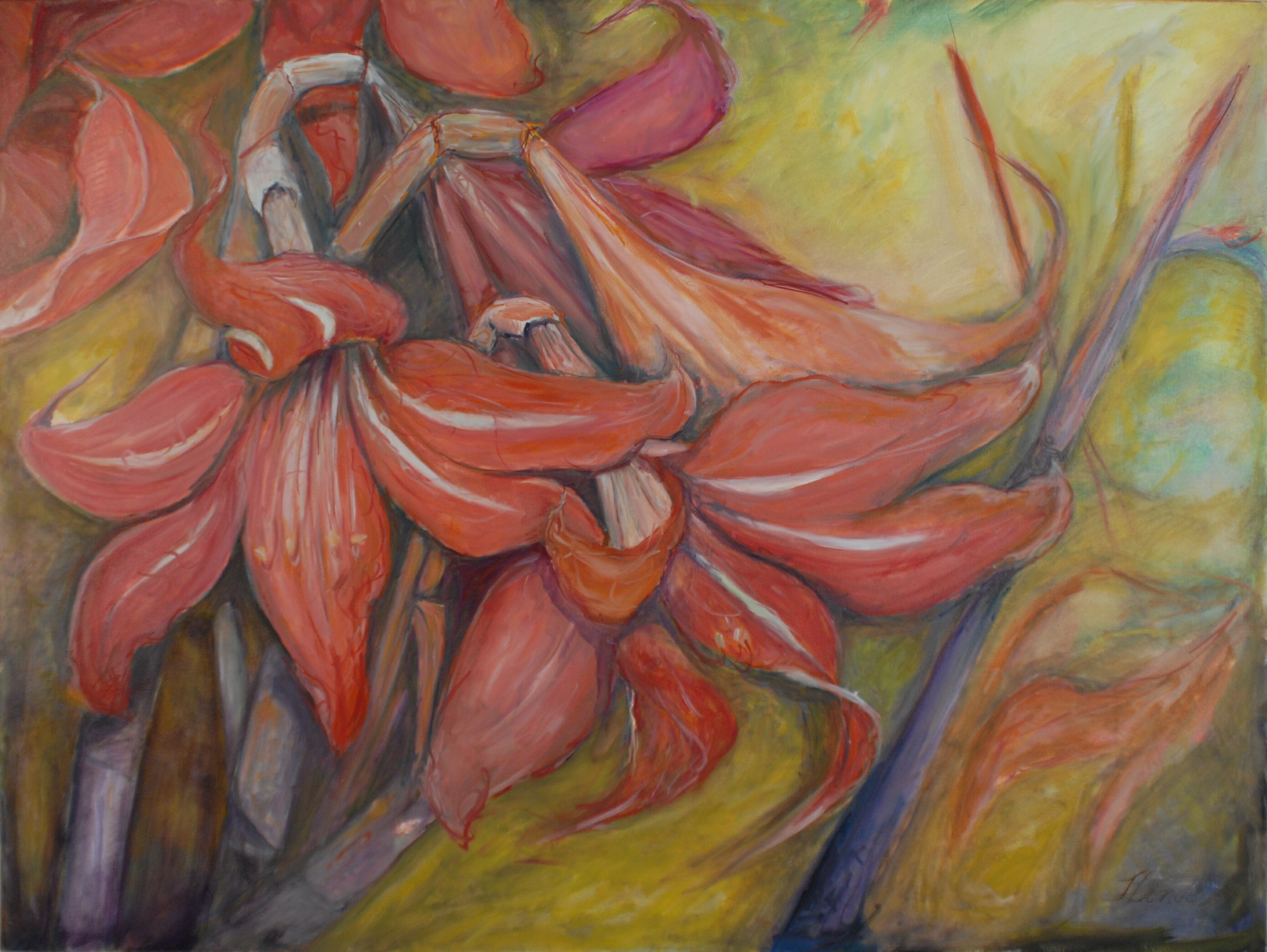 Amaryllis