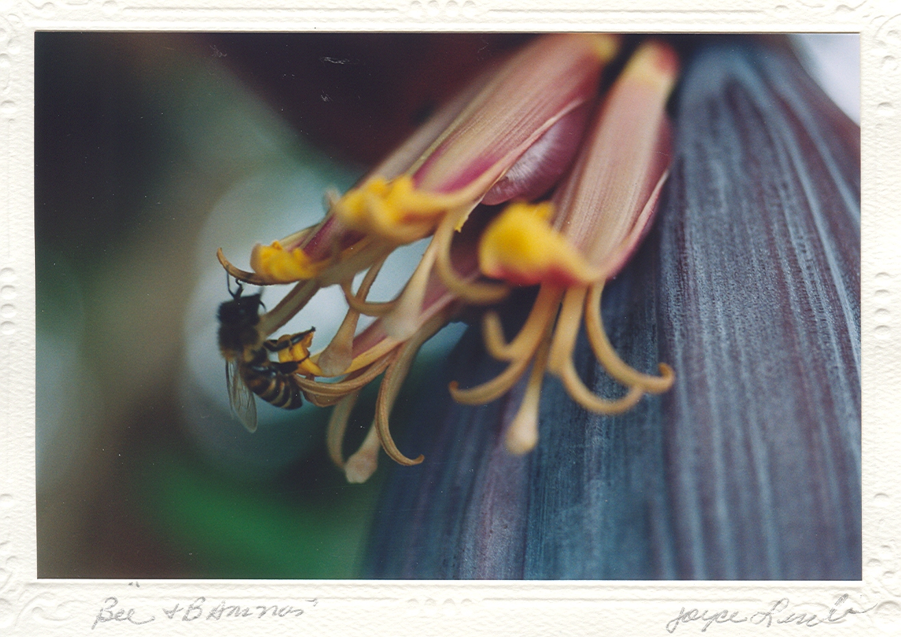 Bee Banana