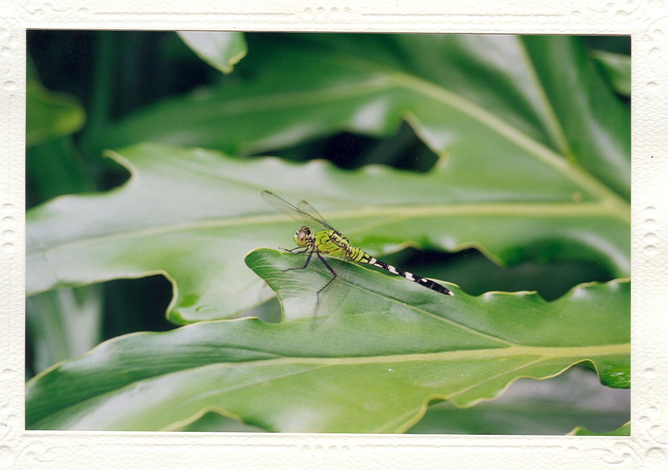 Dragonfly