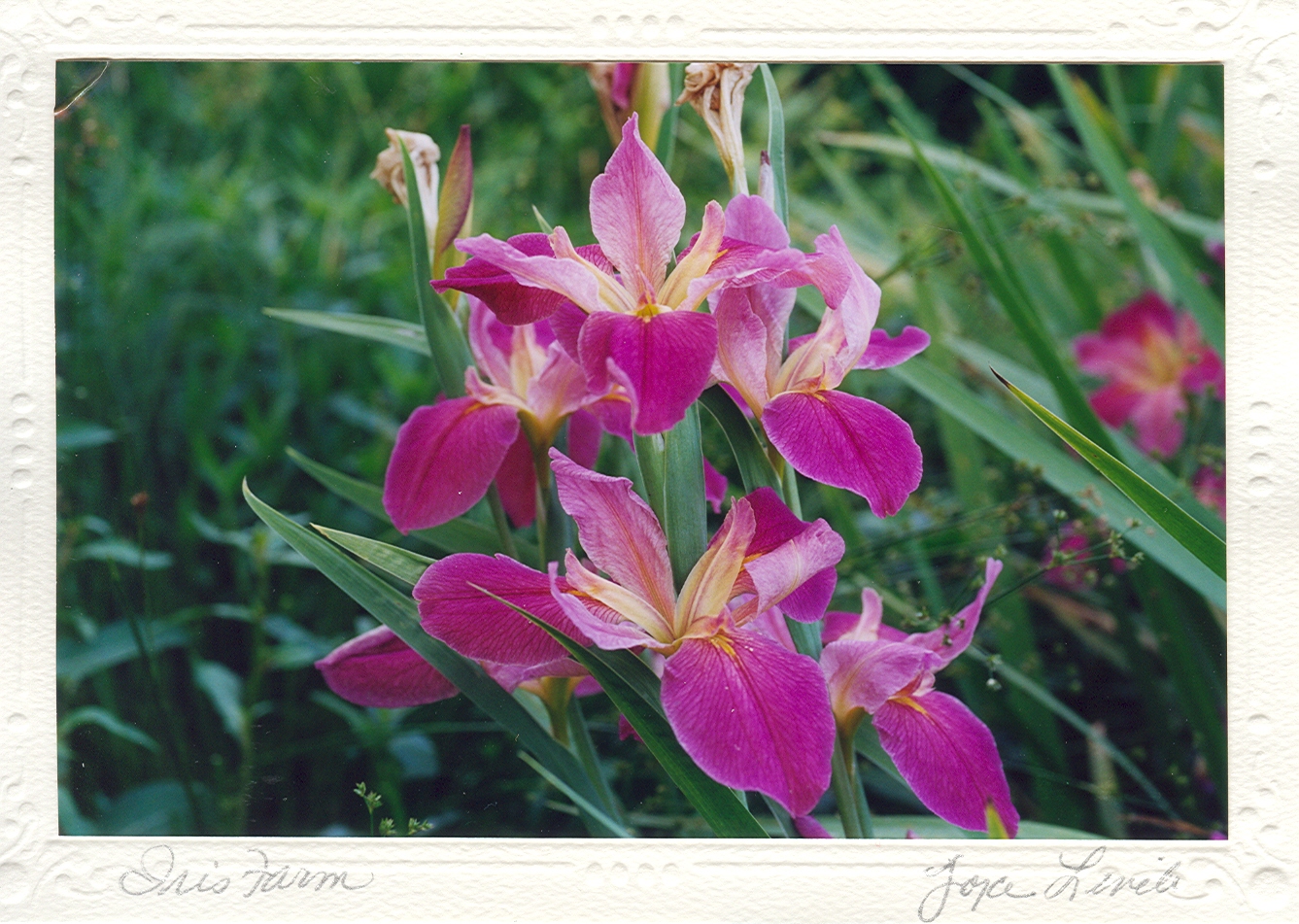 Iris