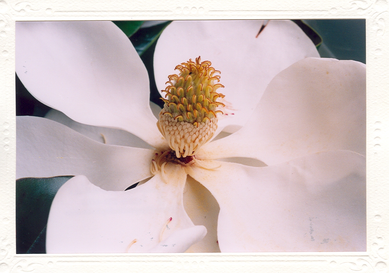 Magnolia