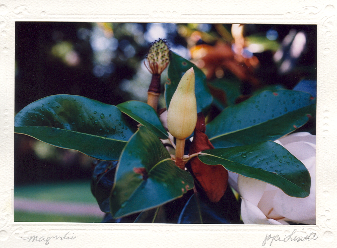 Magnolia Bud I