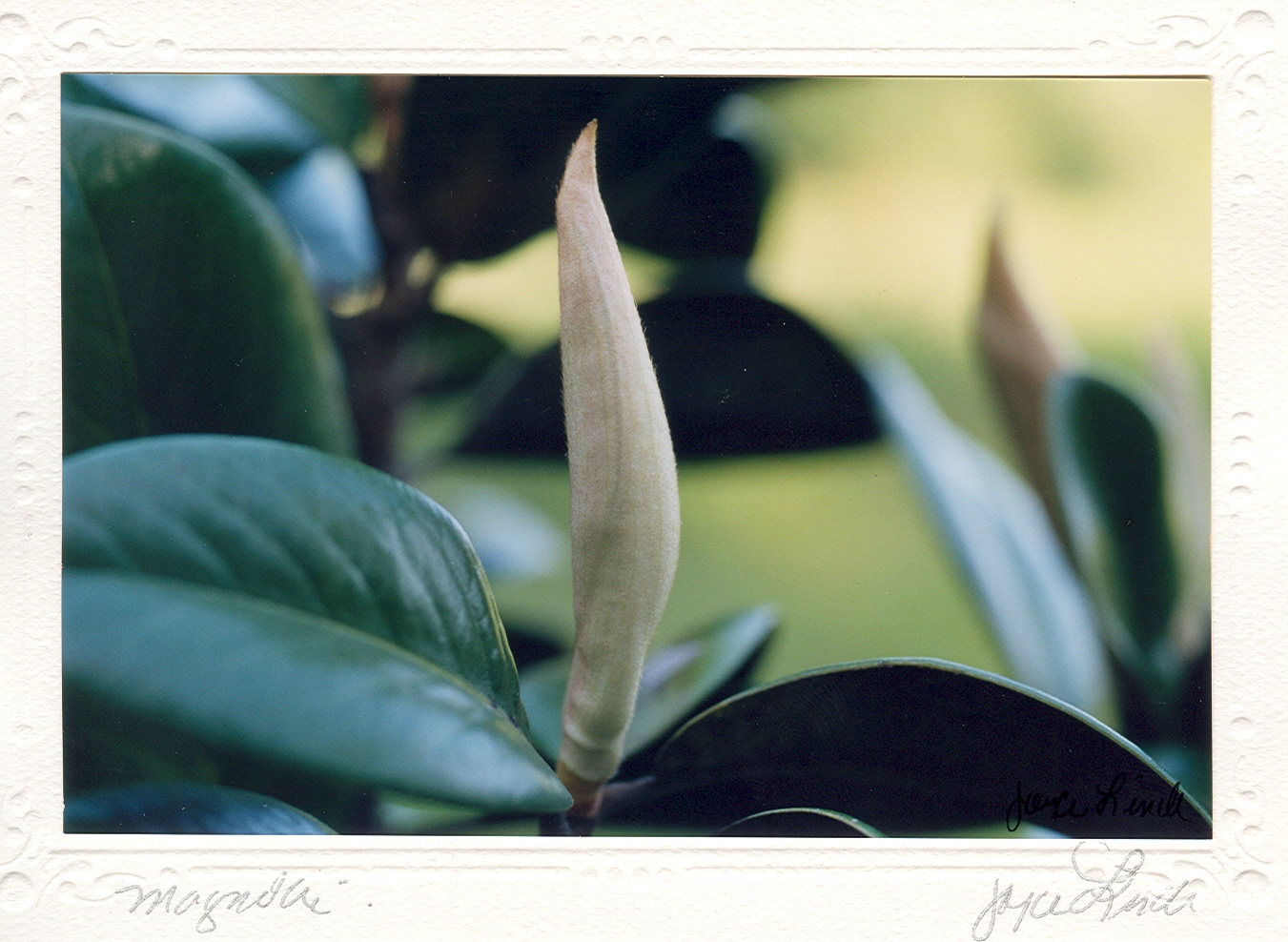 Magnolia Bud II