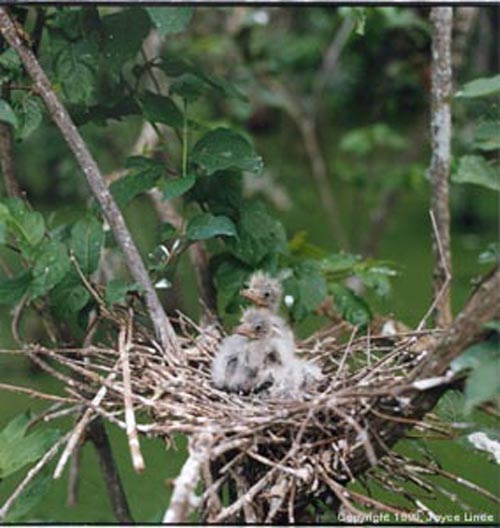 Baby Egrets