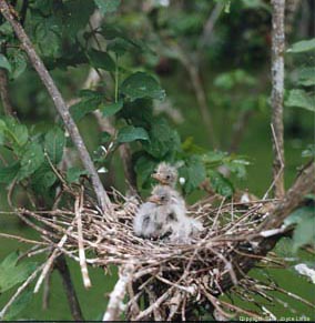 Baby Egrets