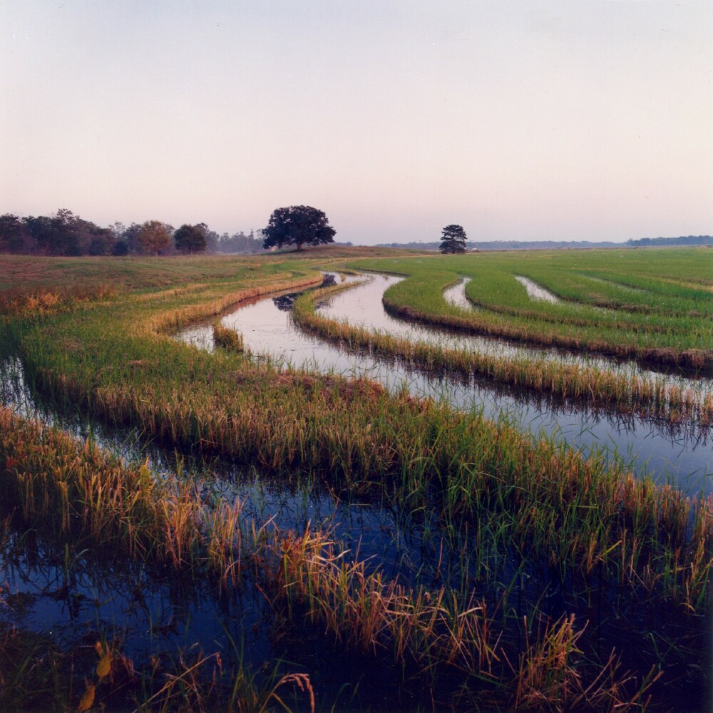 Catahoula Rice