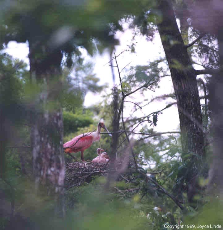 Roseatte Spoonbill